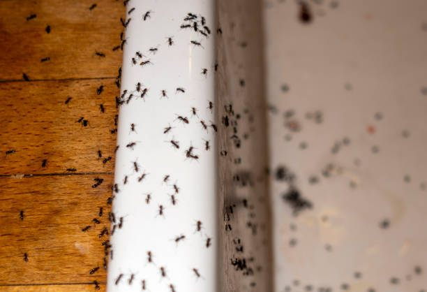 Best Wasp Removal Services  in Troy, TX