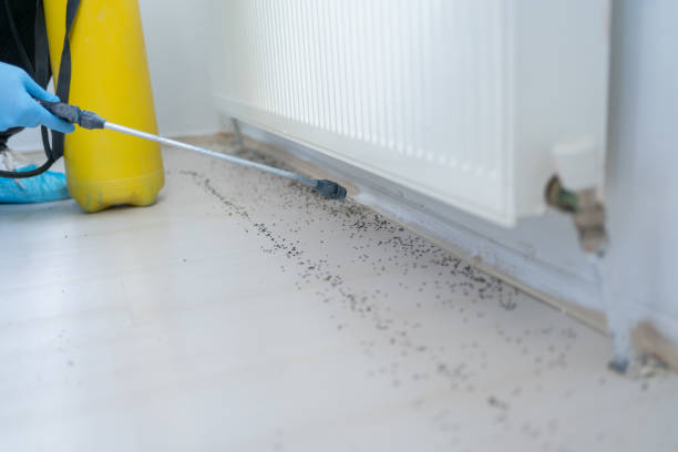 Best Flea Control Services  in Troy, TX